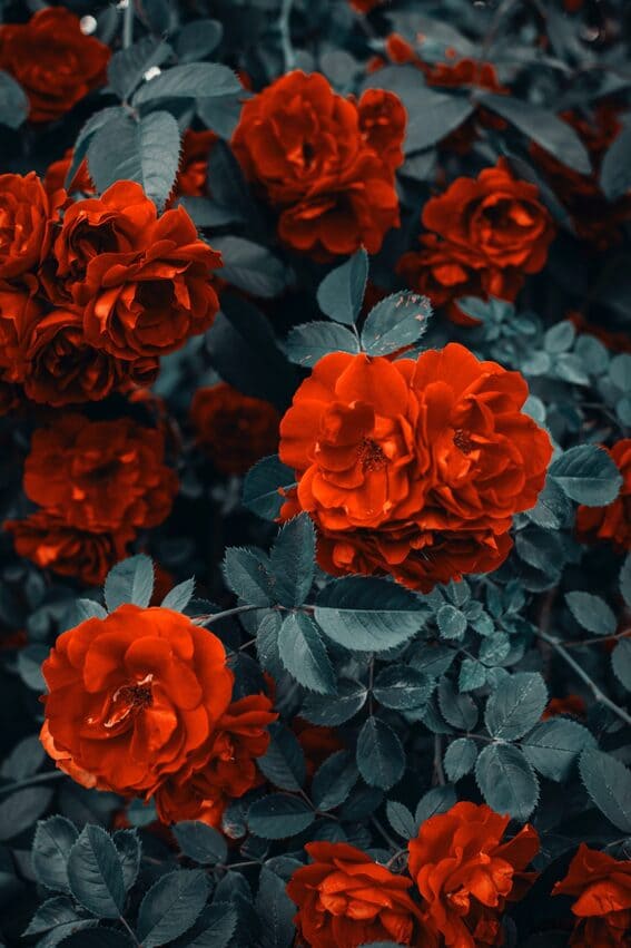 Beautiful Flower Wallpaper